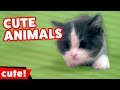 Funniest Pet Clips Moments Bloopers Outtakes Compilation Kyoot Animals