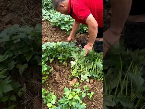 Techniques To Have Higher Yields Sweet Potato Farming #satisfying #shot