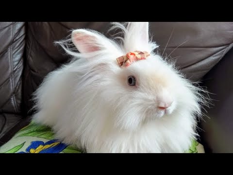 6_IVAN_ CORRIDA VIRTUAL ANIMAL 2026: IRACEMÁPOLIS, SÃO PAULO, BRASIL 