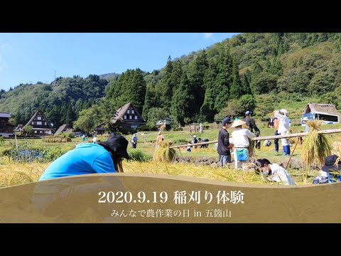 世界遺産・五箇山の棚田で昔ながらの収穫体験！