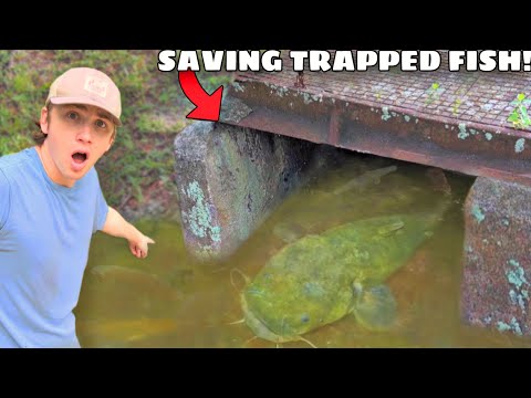Watch I Saved Fish TRAPPED in a Flooded Sewer! Video on