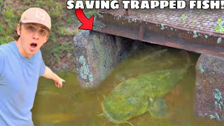 I Saved Fish TRAPPED in a Flooded Sewer!