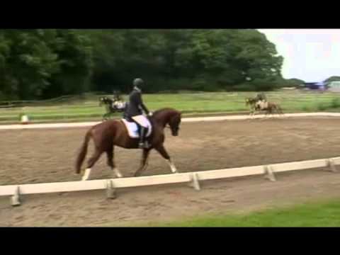 Hannes_Reitpferde_Juni2011