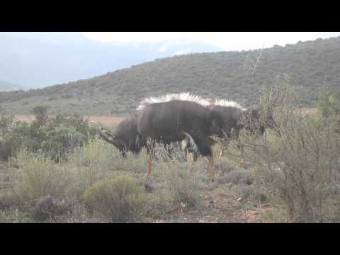 Nyala Mating Dance (in real time but they move in slo-mo)