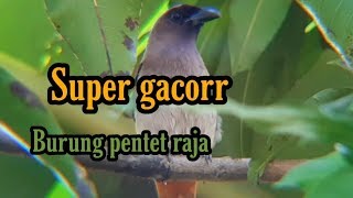 Download lagu Burung pentet raja super gacorrr! mp3