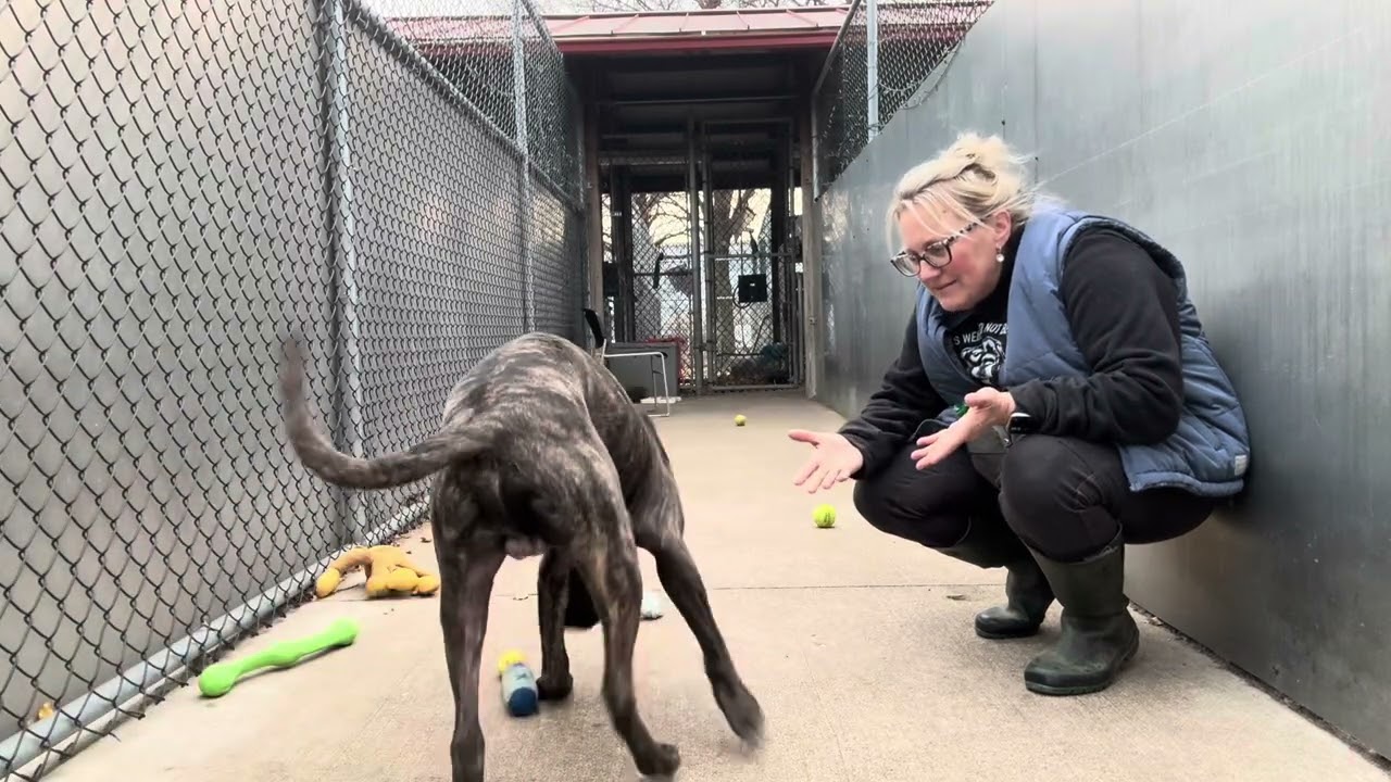 Enlarge Prescott, a ADOPTABLE Pit Bull Terrier in Chicago, IL video 5/5