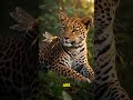 A Leopard Can T Make Honey Mind Blowing Truths