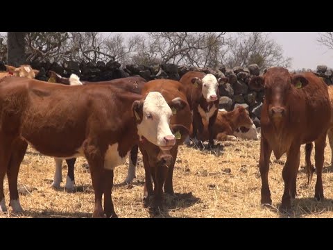 Switch from commercial to registered cattle