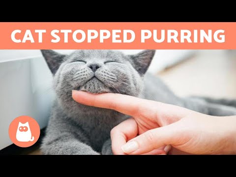 My CAT DOESN'T PURR 🐱🐾 (Why and What to Do)