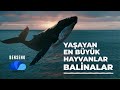 YAŞAYAN EN BÜYÜK HAYVANLAR BALİNALAR