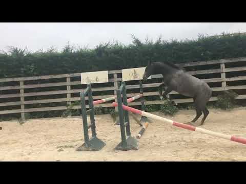 HOOVER DE HUS 2YO STALLION (CORNET OBOLENSKY X DIAMANT DE SEMILLY X QUITO DE BAUSSY)