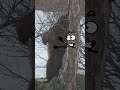 Goodland Scratch My Back Goodland Shorts Doodles Doodlesart Bear