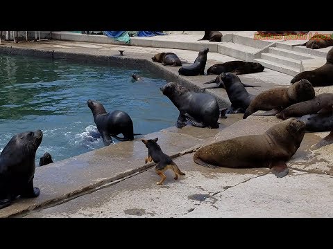 4K - Dog throws sea lions out of the pier - FUNNY ANIMALS