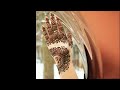 Mehandi Song Juke Box 2025