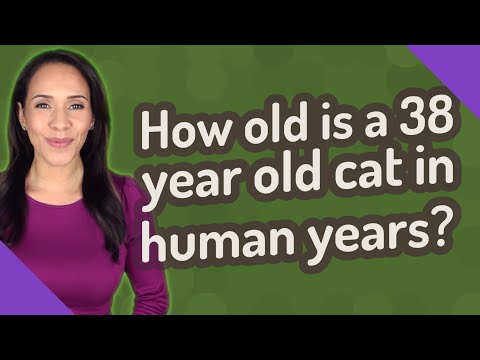How old is a 38 year old cat in human years?