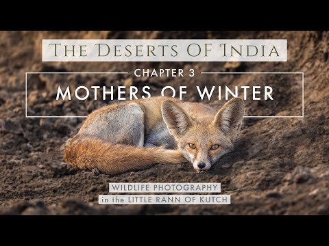 Filming Foxes in the Little Rann of Kutch | DESERTS OF INDIA Chapter 3 - MOTHERS OF WINTER