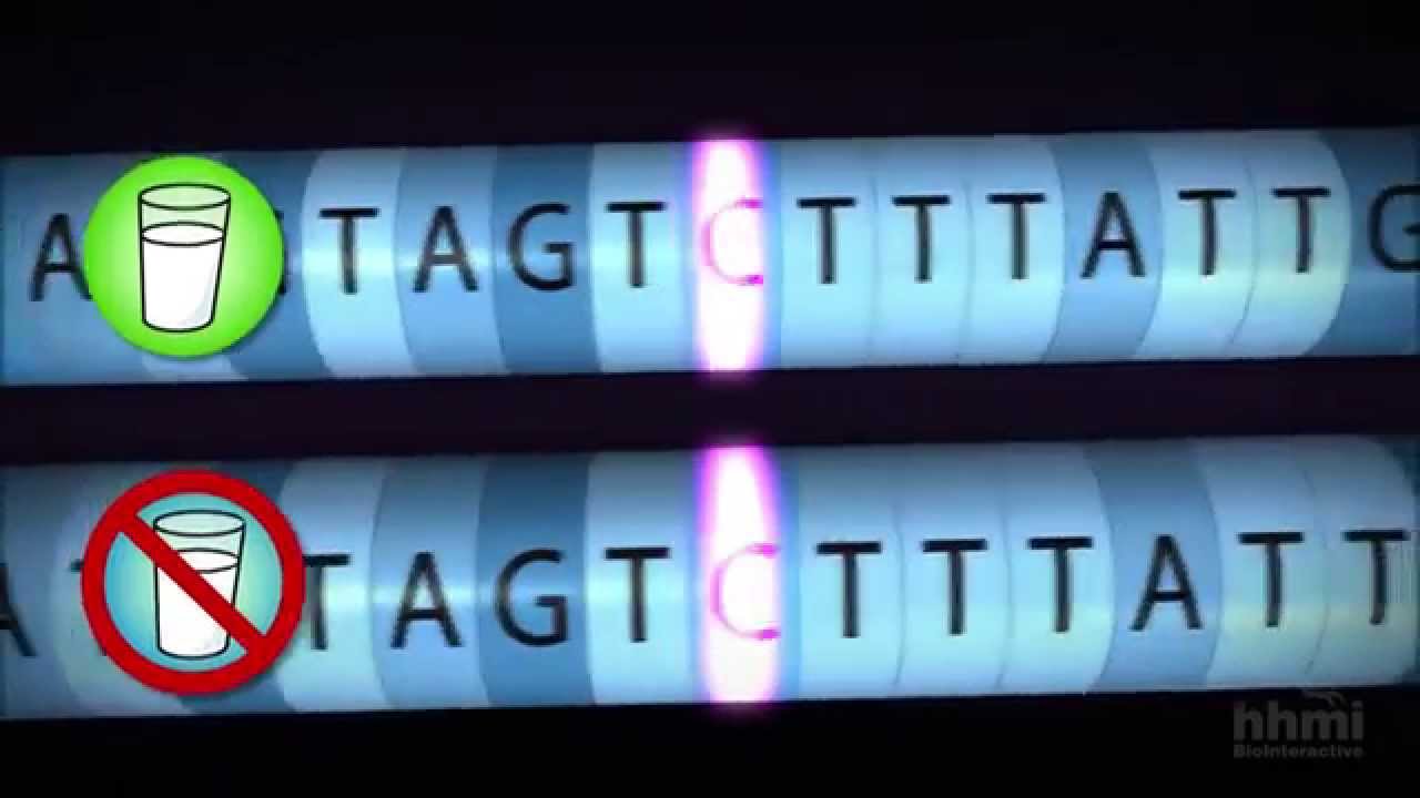 The Evolution of Lactose Tolerance — HHMI BioInteractive Video