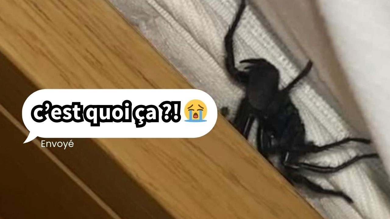 Vos découvertes les plus folles de l’été 🕷️ 🐝 🐛 - #1