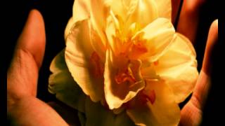 Conhecimento do futuro - Livro dos Espiritos