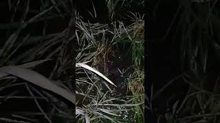 Download lagu HIPNOTIS BURUNG/TIKUS SAWAH mp3 Download lagu HIPNOTIS BURUNG/TIKUS SAWAH mp3