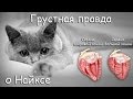 Грустная правда о Найксе 