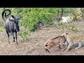 Battle Between Leopard Vs Wildebeest Mother Over Calf Animal Fight