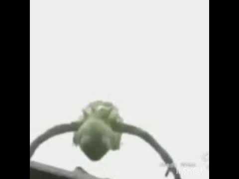 Mostra aonde está tua mãe