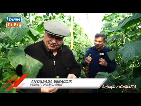 , title : 'Antalya'da seralarda sebze üretimi'