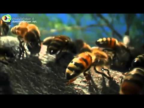 A Beleza da Polinização