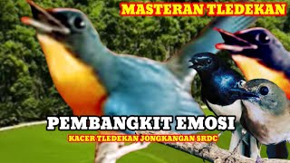 Download lagu Masteran Tledekan Gunung Super Gacor | Pembangkit Emosi Kacer, Jongkangan Dan Srdc Gacor mp3 Download lagu Masteran Tledekan Gunung Super Gacor | Pembangkit Emosi Kacer, Jongkangan Dan Srdc Gacor mp3