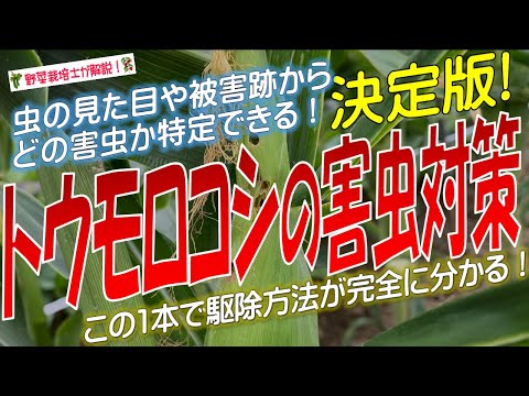 ラズベリーに虫が発生する理由とその対処法は？  庭園
