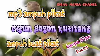 Download lagu mp3 pikat cigun sogon kutilang mp3