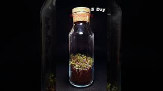 Cultiver du micro-vert en bouteille - Time lapse #timelapse #viral #france #viralvideo #shorts