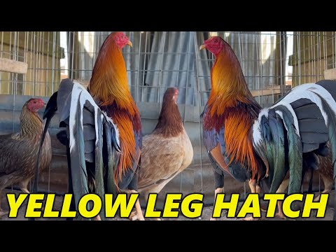 Yellow Leg Hatch Sweater Kelso Grey Roundhead - Big Farm in Arkansas SAG FARMS