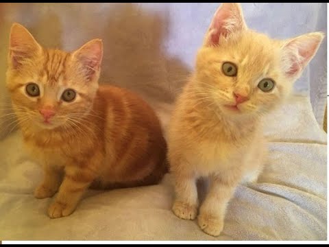 Artist: Roslyn, Creating  Dandi and Lion