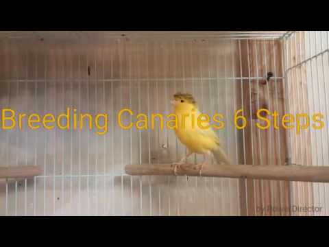How to breed canaries step by step