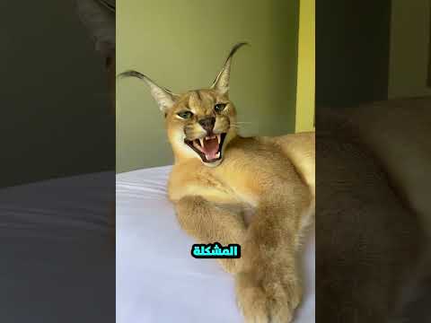 القطة دي شكلها كيوت بس مرعبة.. إياك تربيها في بيتك! 😱🐱