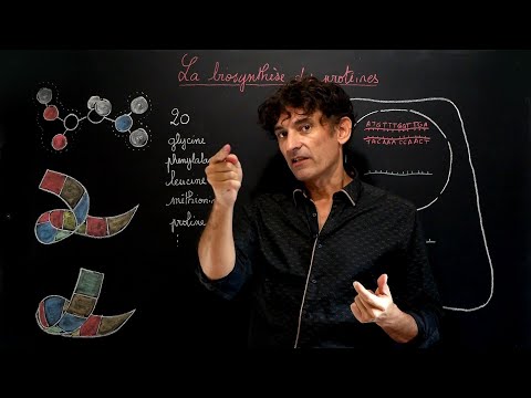 la biosynthèse des protéines, partie 1