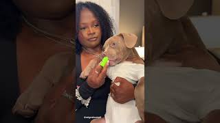 Download lagu Puppy Morning Routine #puppy #cute #morningroutine mp3