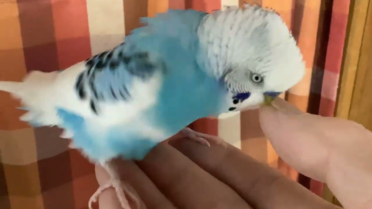 手のひらに乗っておしゃべりする　セキセイインコ