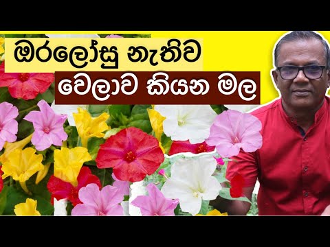 වෙලාව කියන පාට පාට මල්  | "Four O' clock Flower | Ceylon Agri | Episode 265
