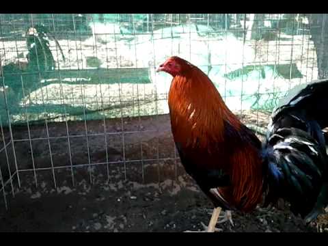 ALBANY/COWAN 1 TIME WINNER