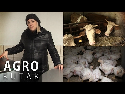 Agro kutak - Otkup mlijeka i značaj otkupnih stanica/Peradarstvo - Gračanica  - 21.02.2017.