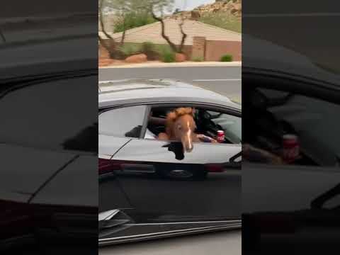 Goat in a f*cking Lamborghini.