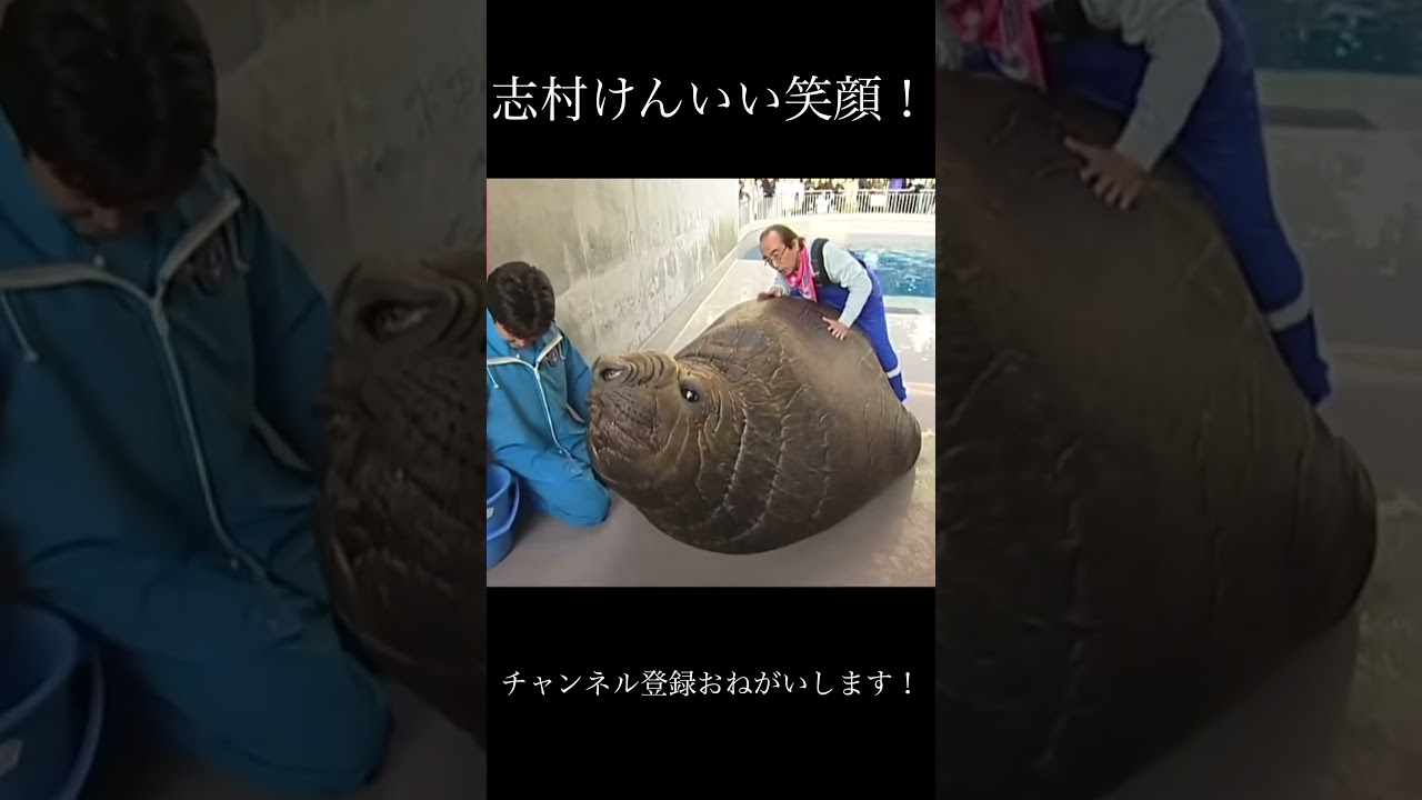 志村どうぶつ園！ #面白い #ショートで応援 #志村けん #お笑い #おもしろ動画 #ショートファンズ #人気になりたい #元気になる動画 #志村どうぶつ園