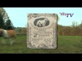 American Staffordshire Terrier - American Staffordshire Terrier: Informationen zur Rasse 