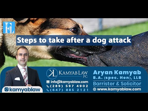 Steps to take after a dog attack