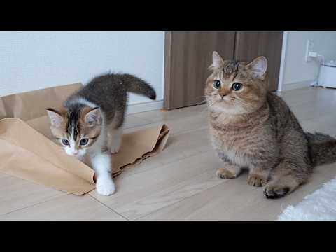 Cat Charo's clever retaliation to the prankster kitten Nico.