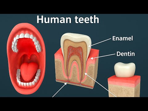 Human Teeth Structure in 3D | Enamel, Dentin, Pulp Full Hindi Explanation