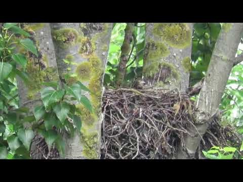 Adult red tailed hawk checks up on baby in the nest